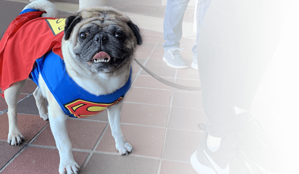 Taryn's pug wearing a Superman costume to celebrates Just Because Day.